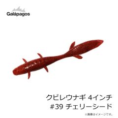 ガラパゴス　クビレウナギ 4インチ #39 チェリーシード